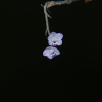 Podochilus falcatus Lindl.